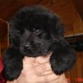 cuccioli113.jpg